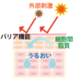 皮膚のバリア機能