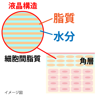 液晶構造イメージ図