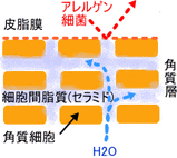 皮膚のバリア機能