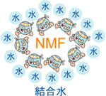 NMFと結合水