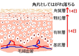 ターンオーバーのしくみ