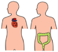 心臓や腸の図