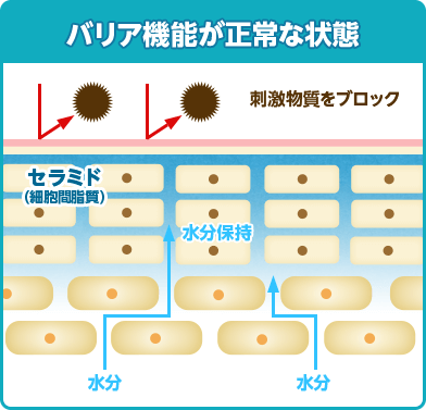 バリア機能が正常な状態