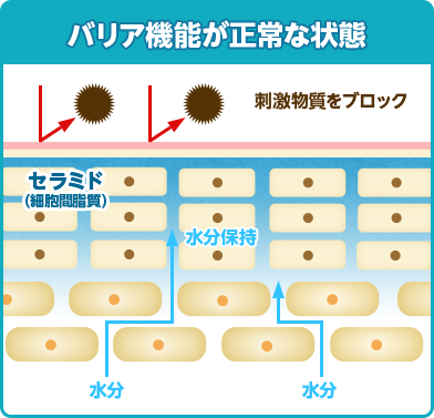 バリア機能が正常な状態